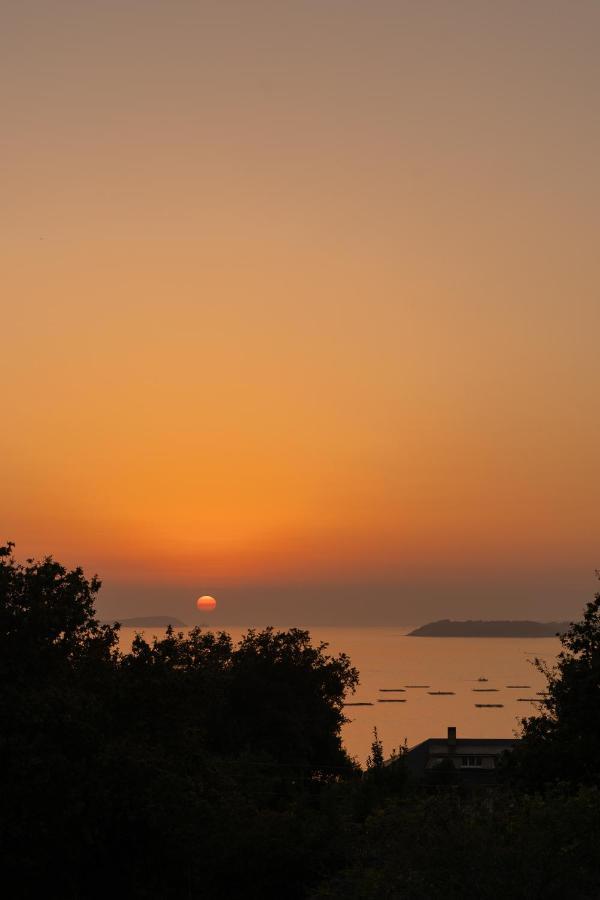 De Xaras, Mimosa Marin